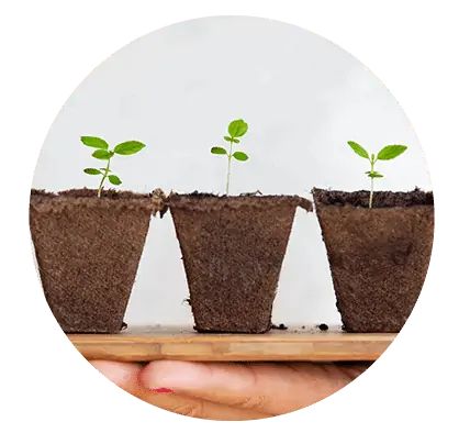Grow your relationship with food like these seedlings and get started working with a Dietitian in Melbourne.